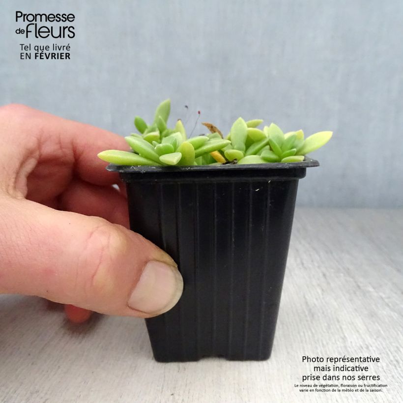 Spécimen de Delosperma Table Mountain - Pourpier vivace  Godet de 7/8 cm tel que livré en hiver