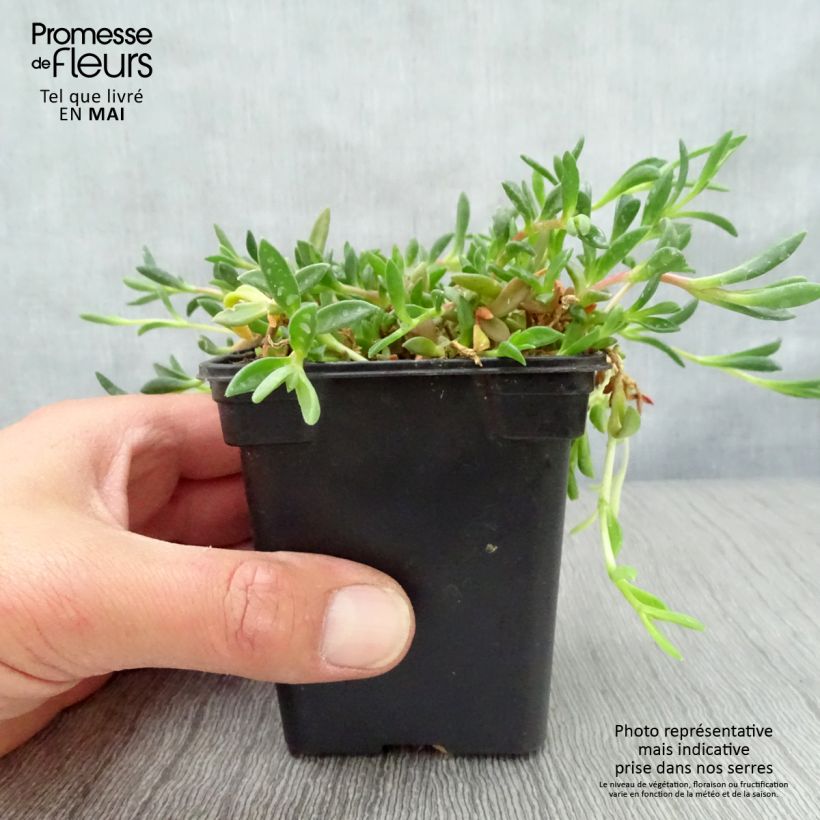 Spécimen de Delosperma Table Mountain - Pourpier vivace  Godet de 7/8 cm tel que livré au printemps