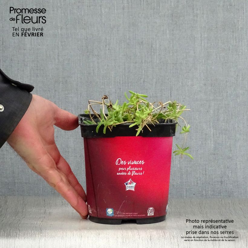 Spécimen de Delosperma Wheels of Wonder Fire Pot de 2L/3L tel que livré en hiver