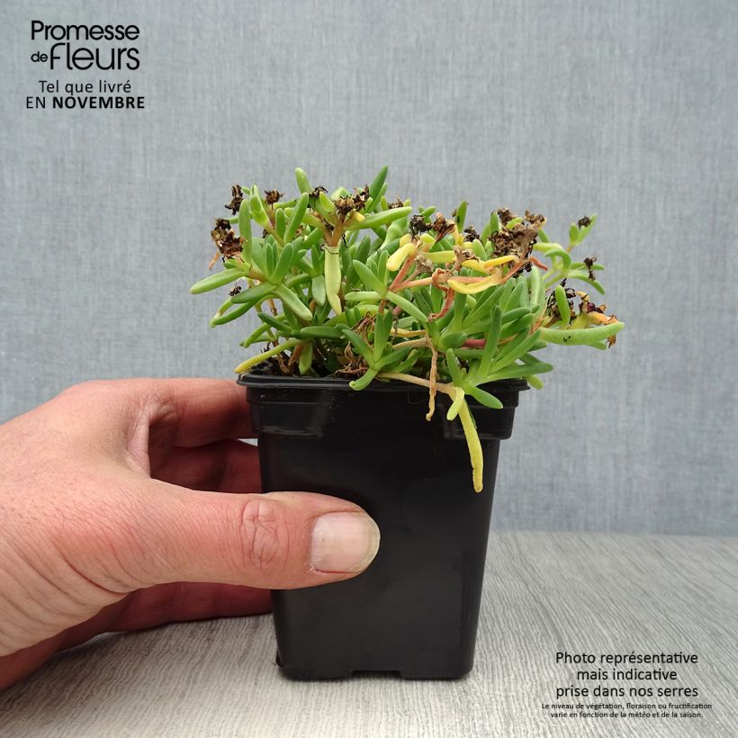 Spécimen de Delosperma Wheels of Wonder Fire Godet de 7/8 cm tel que livré en automne