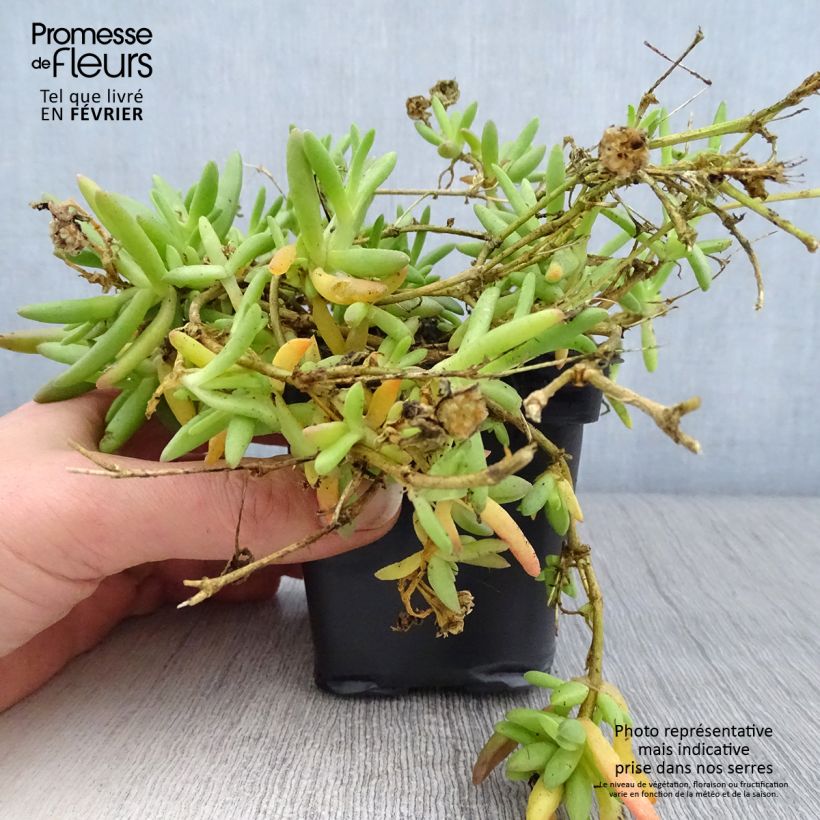 Spécimen de Delosperma Wheels of Wonder Fire Godet de 7/8 cm tel que livré en hiver