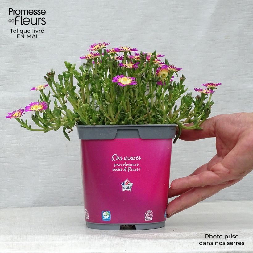 Spécimen de Delosperma Wheels of Wonder Hot Pink Pot de 2L/3L tel que livré au printemps