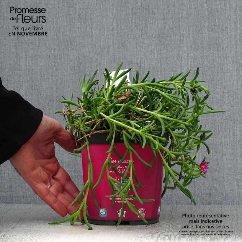 Spécimen de Delosperma Wheels of Wonder Hot Pink Pot de 2L/3L tel que livré en automne