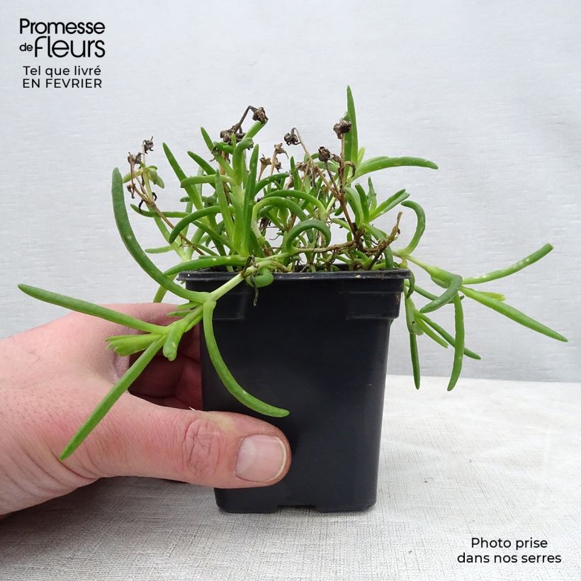 Spécimen de Delosperma Wheels of Wonder Hot Pink Godet de 7/8 cm tel que livré en hiver