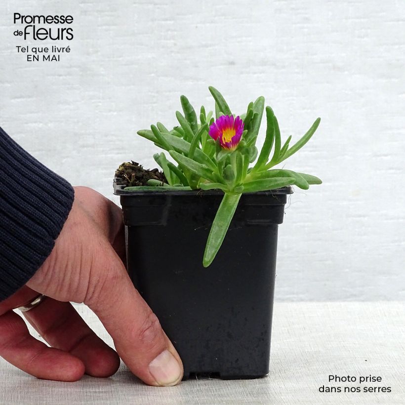 Spécimen de Delosperma Wheels of Wonder Hot Pink Godet de 7/8 cm tel que livré au printemps