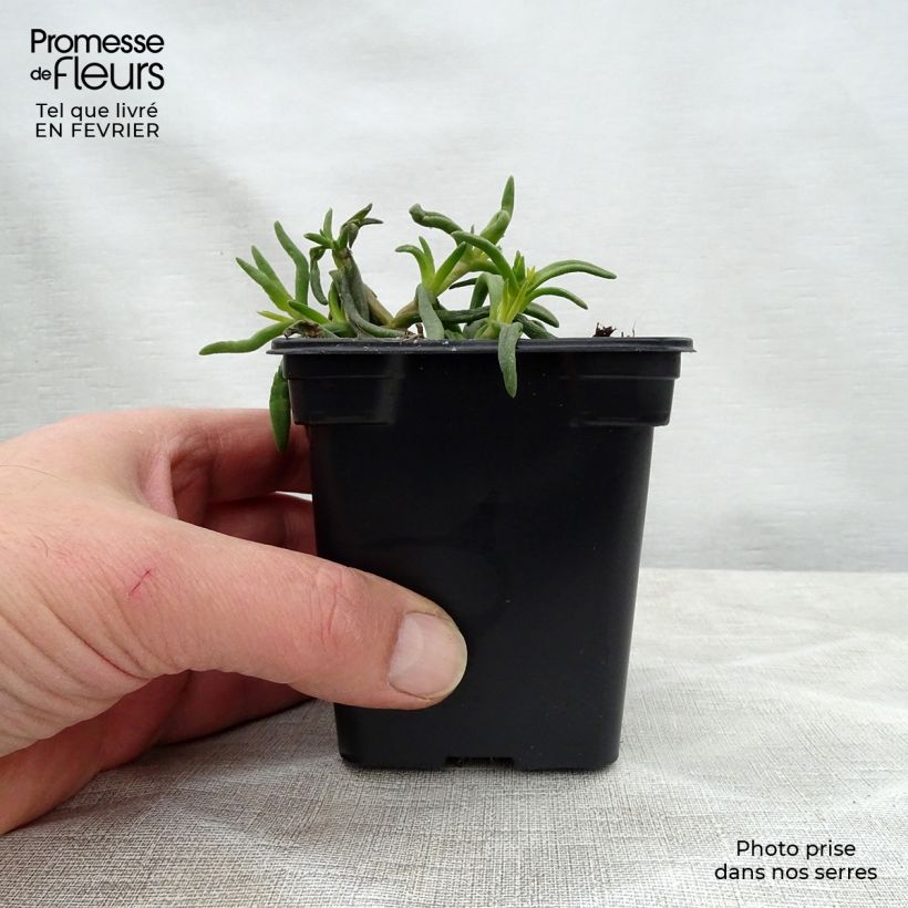 Spécimen de Delosperma Wheels of Wonder Orange Godet de 7/8 cm tel que livré en hiver