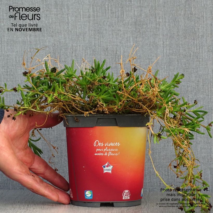 Spécimen de Delosperma Wheels of Wonder Orange Pot de 2L/3L tel que livré en automne