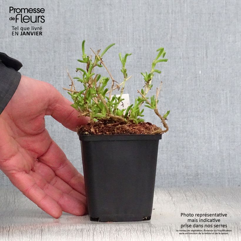 Spécimen de Delosperma Wheels of Wonder Violet Godet de 8/9 cm tel que livré en hiver