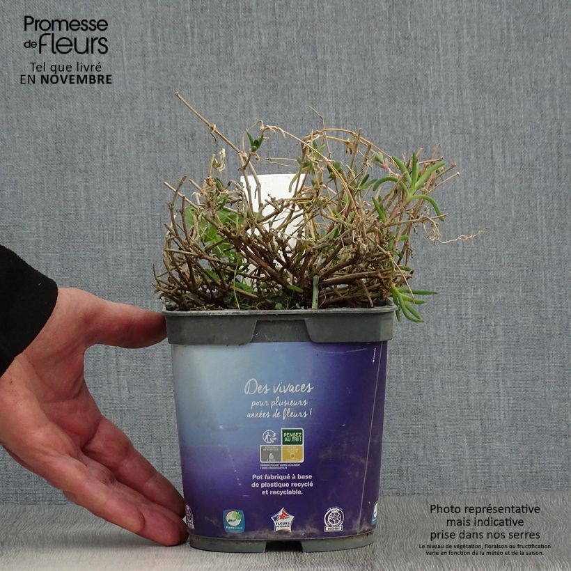 Spécimen de Delosperma Wheels of Wonder Violet Pot de 2L/3L tel que livré en automne