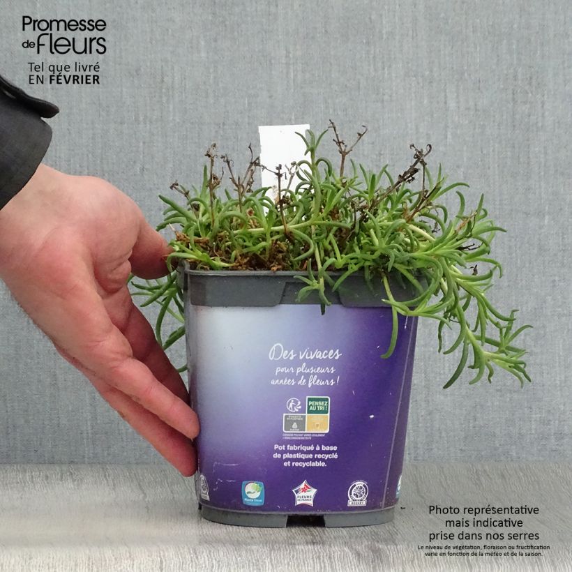 Spécimen de Delosperma Wheels of Wonder Violet Pot de 2L/3L tel que livré en hiver