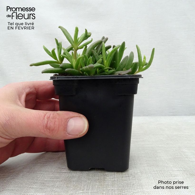 Spécimen de Delosperma Wheels of Wonder White Godet de 7/8 cm tel que livré en hiver