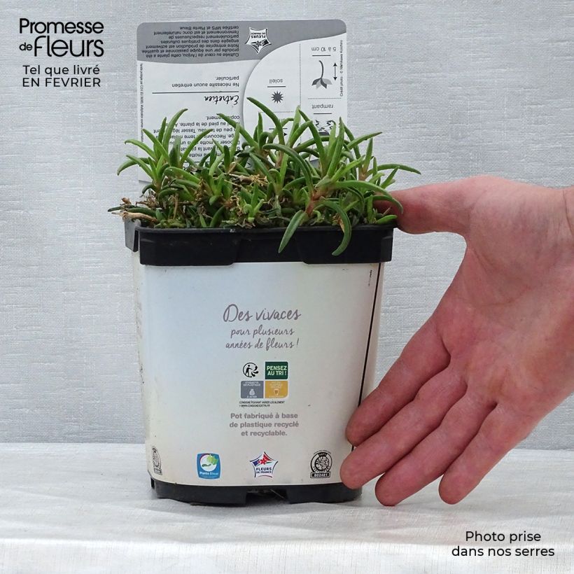 Spécimen de Delosperma Wheels of Wonder White Pot de 2L/3L tel que livré en hiver