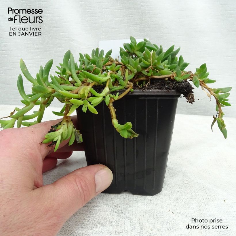 Spécimen de Delosperma cooperi - Pourpier de Cooper Godet de 7/8 cm tel que livré en hiver