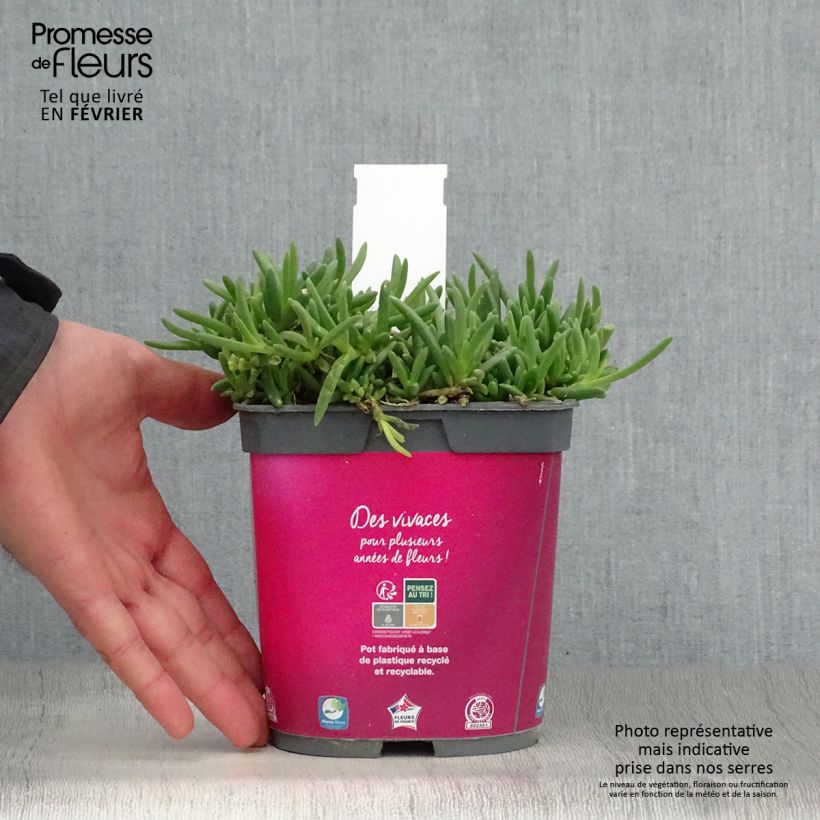 Spécimen de Delosperma cooperi - Pourpier de Cooper Pot de 2L/3L tel que livré en hiver