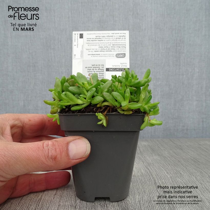 Spécimen de Delosperma lineare - Ficoïde jaune, Pourpier vivace Godet de 8/9 cm tel que livré au printemps