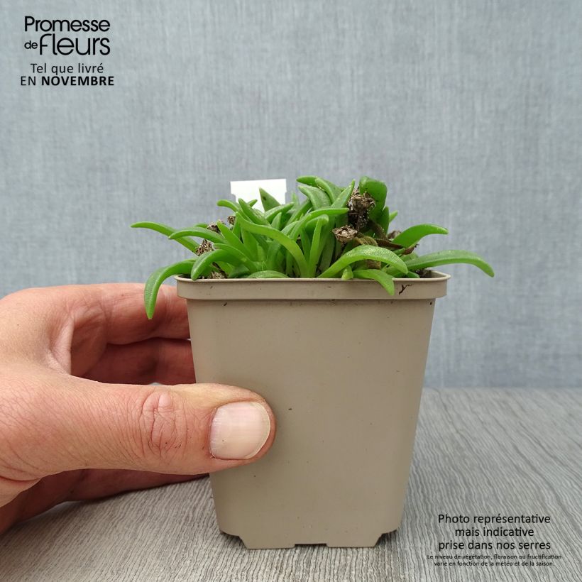 Spécimen de Delosperma sutherlandii - Pourpier de Sutherland Godet de 8/9 cm tel que livré en automne