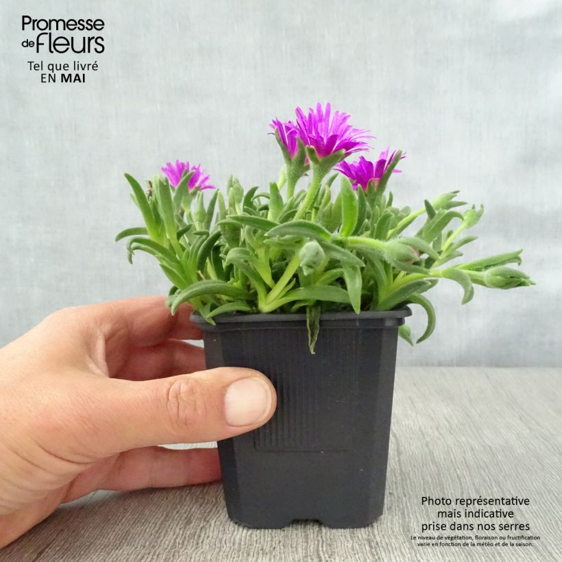 Amostra de Delosperma sutherlandii Vaso de 8/9 cm tal como entregue na primavera
