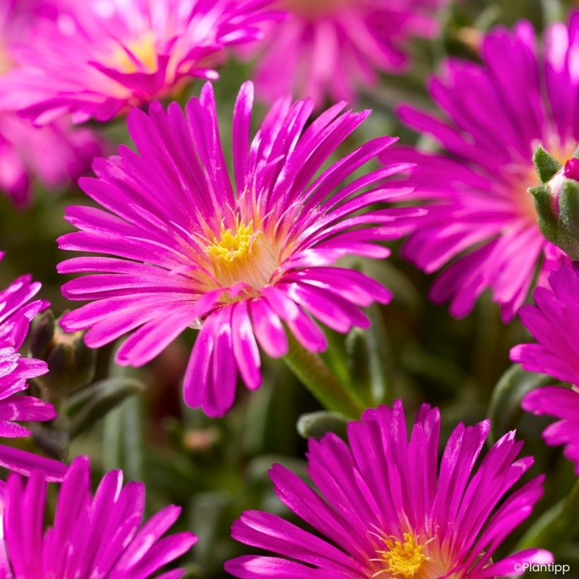 Delosperma Ocean Sunset Violet (Floraison)