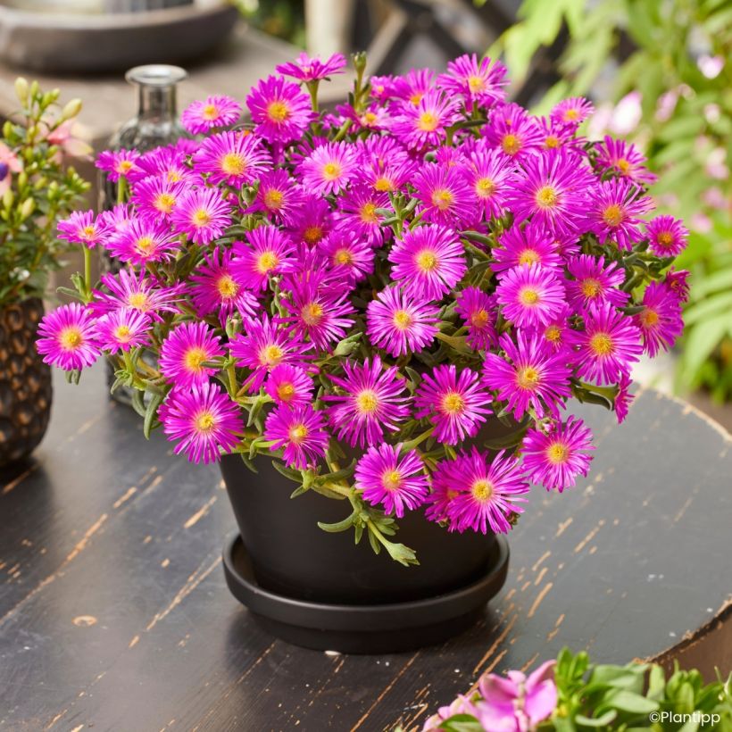 Delosperma Ocean Sunset Violet (Port)