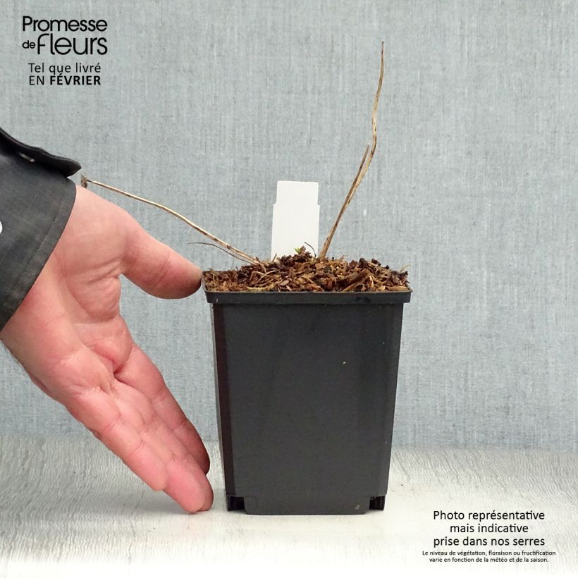 Spécimen de Delphinium Crystal Delight - Pied d'alouette élevé Pot de 10 cm/11cm tel que livré en hiver