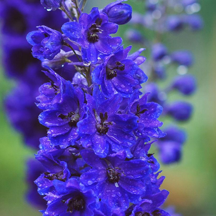 Delphinium Dark Blue-Black Bee - Pied d'Alouette vivace (Floraison)