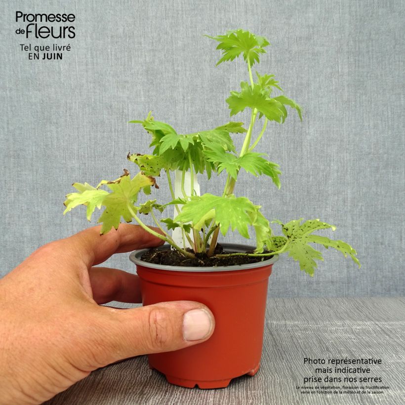 Spécimen de Delphinium Deep Rose-White Bee - Delphinium vivace Godet de 8/9 cm tel que livré en été