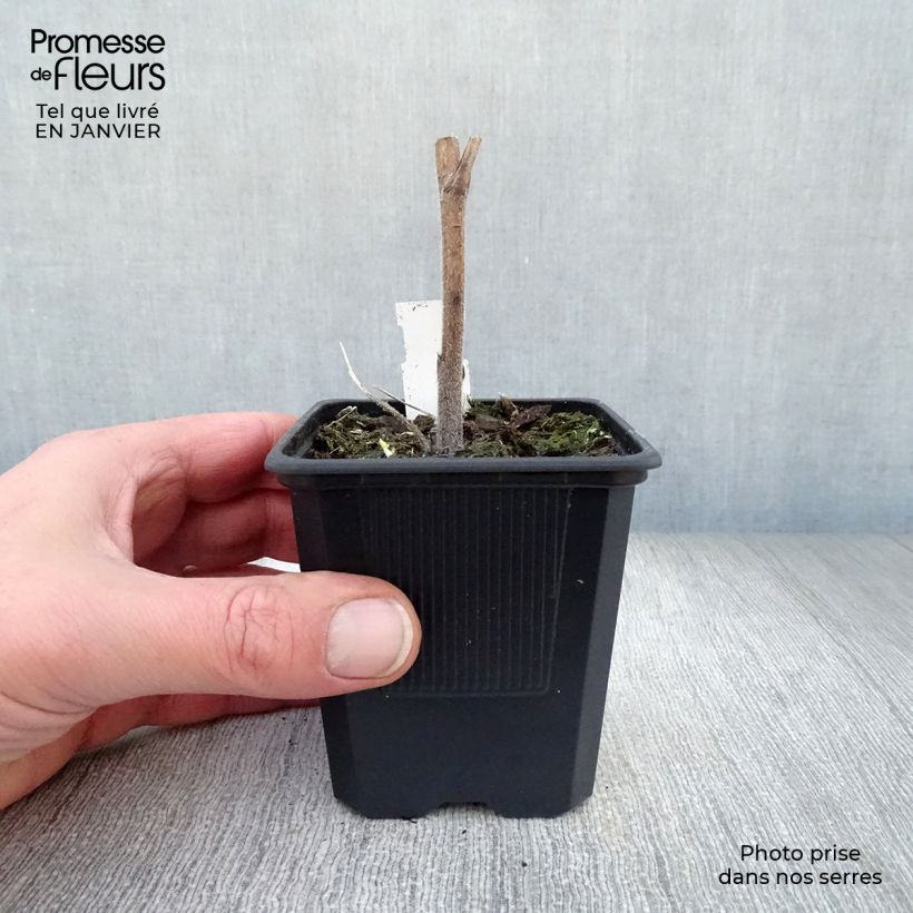 Spécimen de Delphinium Highlander Bolero - Pied d'alouette vivace Godet de 8/9 cm tel que livré en hiver