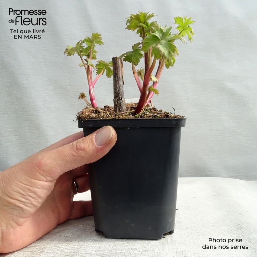 Spécimen de Delphinium Highlander Cha Cha - Pied d'alouette vivace Godet de 8/9 cm tel que livré en hiver