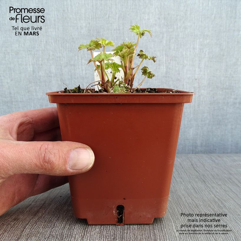 Spécimen de Delphinium Highlander Cha Cha - Pied d'alouette vivace Pot de 1L/1,5L tel que livré en hiver