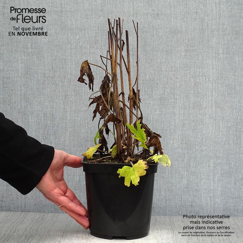 Spécimen de Delphinium Highlander Flamenco - Pied d'Alouette vivace  Pot de 2L/3L tel que livré en automne