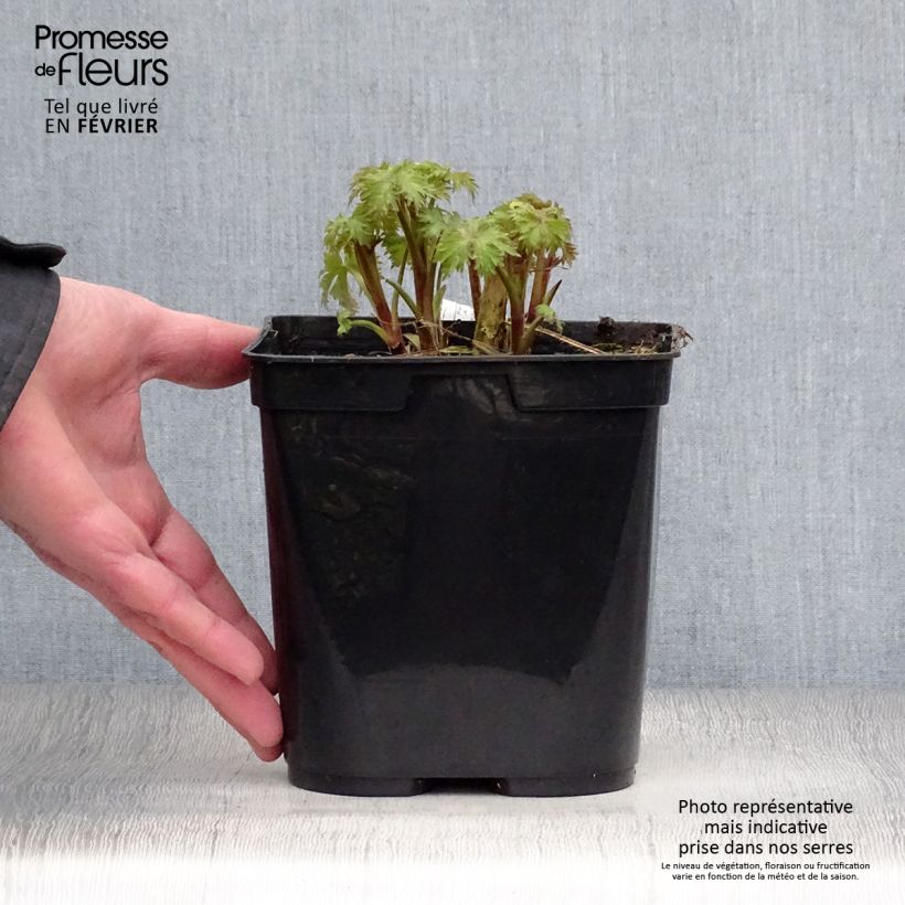 Spécimen de Delphinium Highlander Flamenco - Pied d'Alouette vivace  Pot de 2L/3L tel que livré en hiver