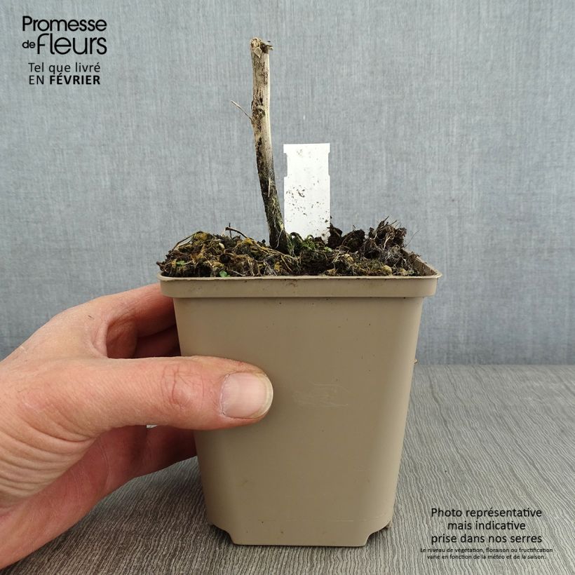 Spécimen de Delphinium Highlander Samba - Pied d'Alouette vivace Godet de 8/9 cm tel que livré en hiver