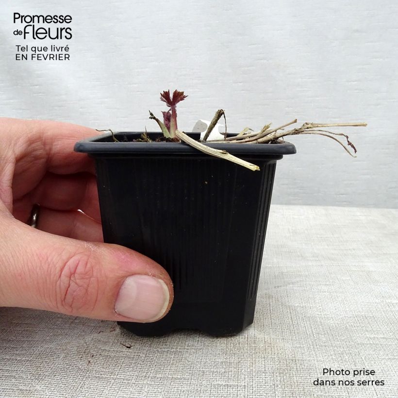 Spécimen de Delphinium Highlander Sweet Sensation - Pied d'Alouette vivace Godet de 8/9 cm tel que livré en hiver