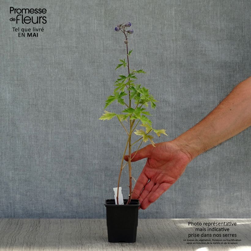 Spécimen de Delphinium Highlander Sweet Sensation - Pied d'Alouette vivace Godet de 8/9 cm tel que livré au printemps