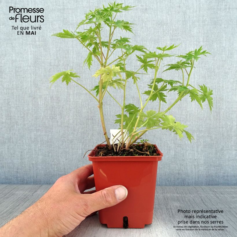 Spécimen de Delphinium Highlander Sweet Sensation - Pied d'Alouette vivace Pot de 1L/1,5L tel que livré au printemps