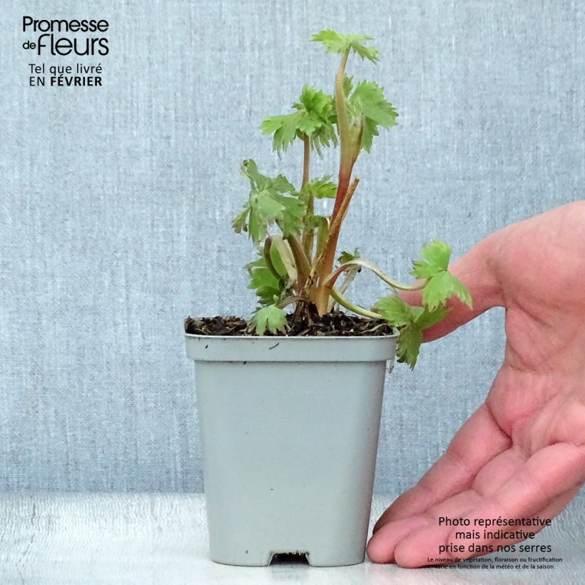 Spécimen de Delphinium Pacific Astolat - Pied d'Alouette vivace Godet de 8/9 cm tel que livré en hiver