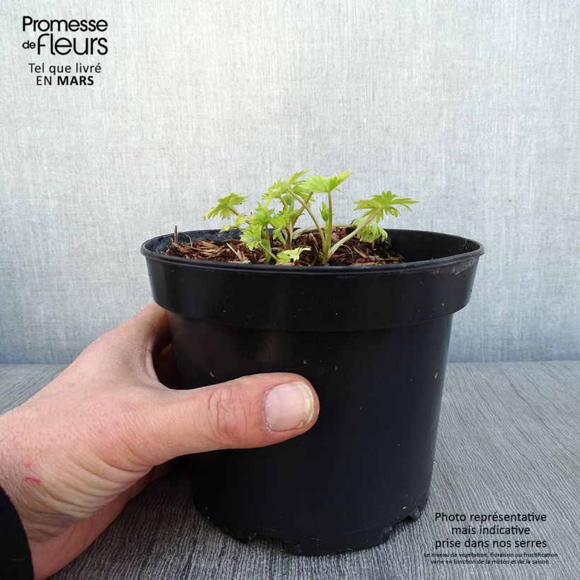 Spécimen de Delphinium Pacific Astolat - Pied d'Alouette vivace Pot de 2L/3L tel que livré en hiver