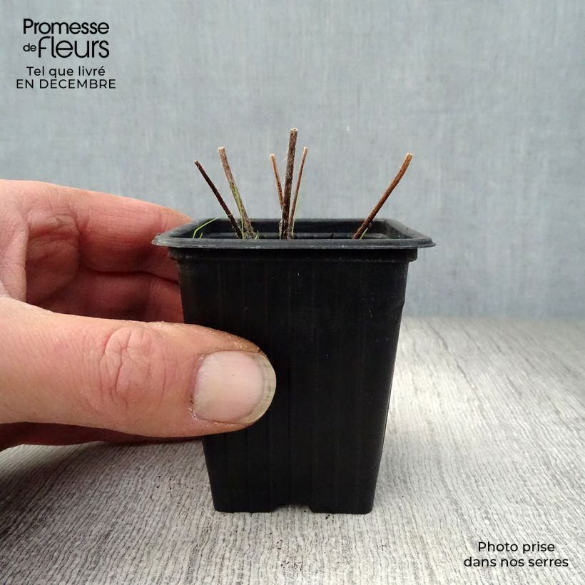 Spécimen de Delphinium Pacific Black Knight - Pied d'Alouette vivace Godet de 7/8 cm tel que livré en hiver