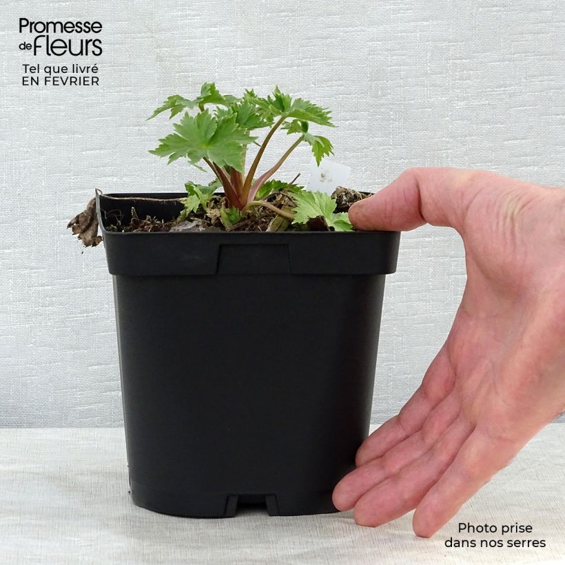 Spécimen de Delphinium Pacific Black Knight - Pied d'Alouette vivace Pot de 2L/3L tel que livré en hiver