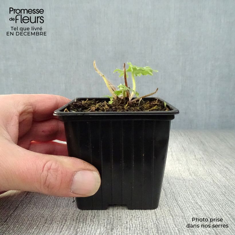 Spécimen de Delphinium Pacific Blue Bird - Pied d'Alouette vivace Godet de 7/8 cm tel que livré en hiver