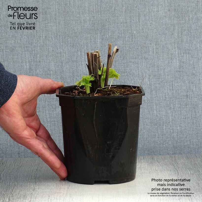Spécimen de Delphinium Pacific Blue Bird - Pied d'Alouette vivace Pot de 2L/3L tel que livré en hiver