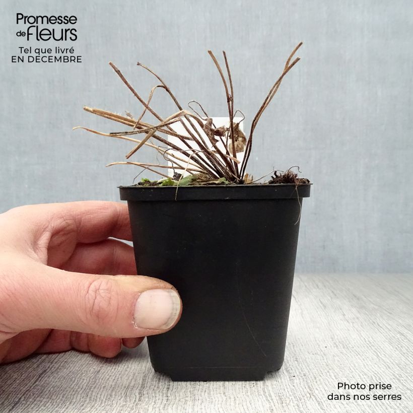 Spécimen de Delphinium Pacific Blue Jay - Pied d'Alouette vivace Godet de 7/8 cm tel que livré en hiver