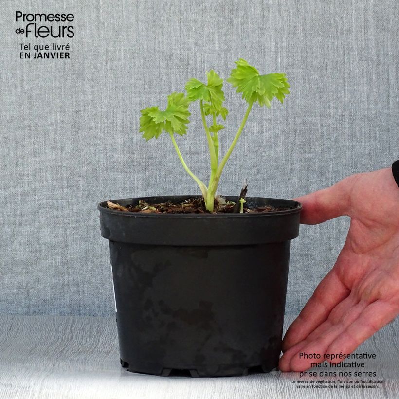 Spécimen de Delphinium Pacific Blue Jay - Pied d'Alouette vivace Pot de 2L/3L tel que livré en hiver