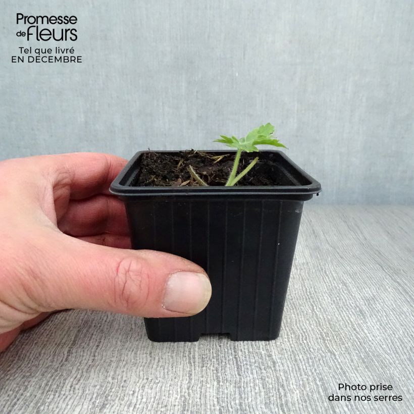 Spécimen de Delphinium Pacific Galahad - Pied d'Alouette vivace Godet de 7/8 cm tel que livré en hiver