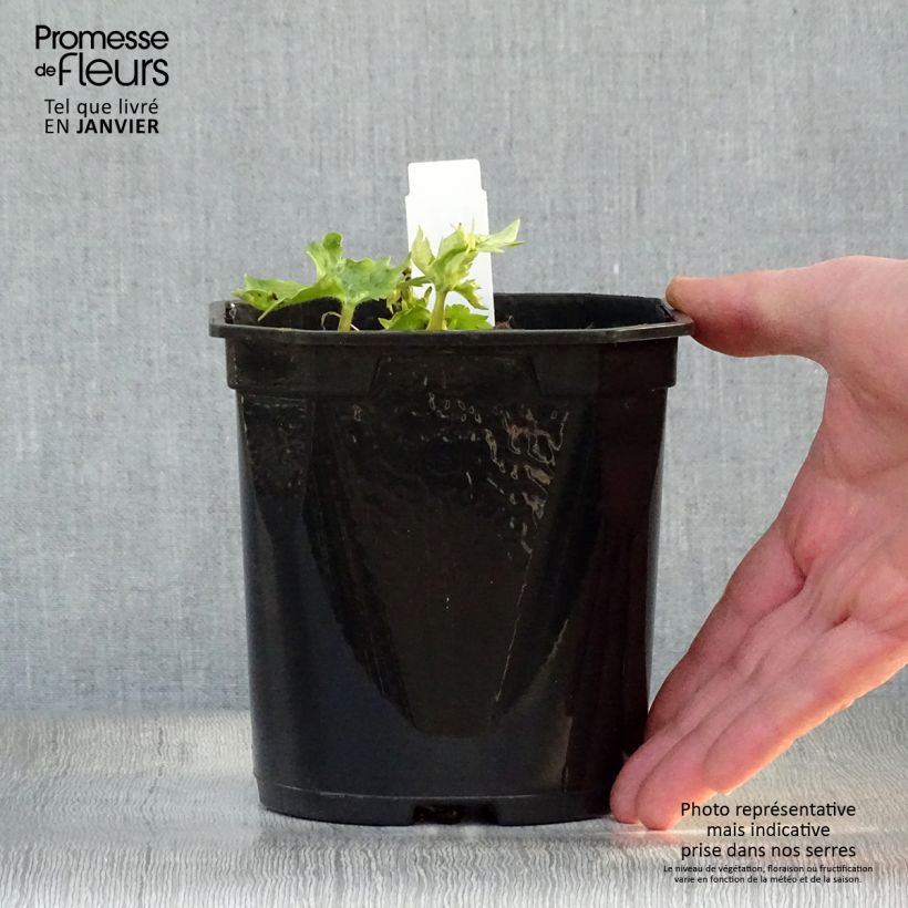 Spécimen de Delphinium Pacific Galahad - Pied d'Alouette vivace Pot de 2L/3L tel que livré en hiver