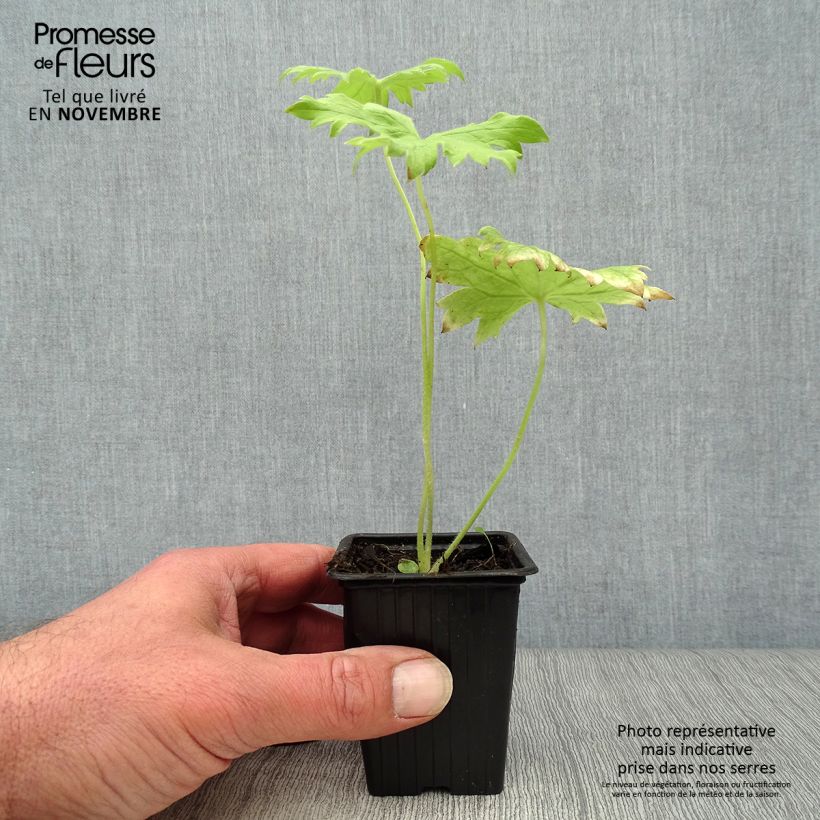 Spécimen de Delphinium Pacific Galahad - Pied d'Alouette vivace Godet de 7/8 cm tel que livré en automne
