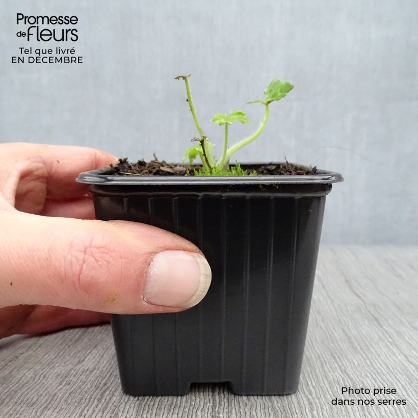 Spécimen de Delphinium Pacific Guinerve - Pied d'Alouette vivace Godet de 7/8 cm tel que livré en hiver