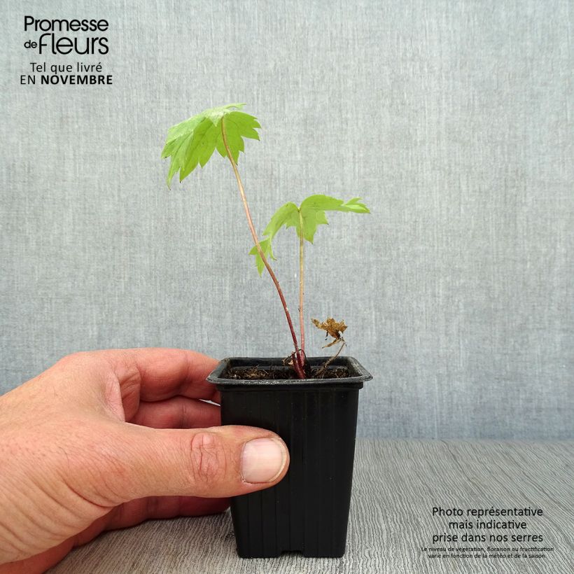 Spécimen de Delphinium Pacific Guinerve - Pied d'Alouette vivace Godet de 7/8 cm tel que livré en automne
