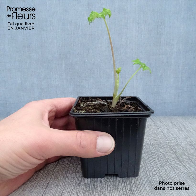 Spécimen de Delphinium Pacific King Arthur - Pied d'Alouette vivace Godet de 7/8 cm tel que livré en hiver