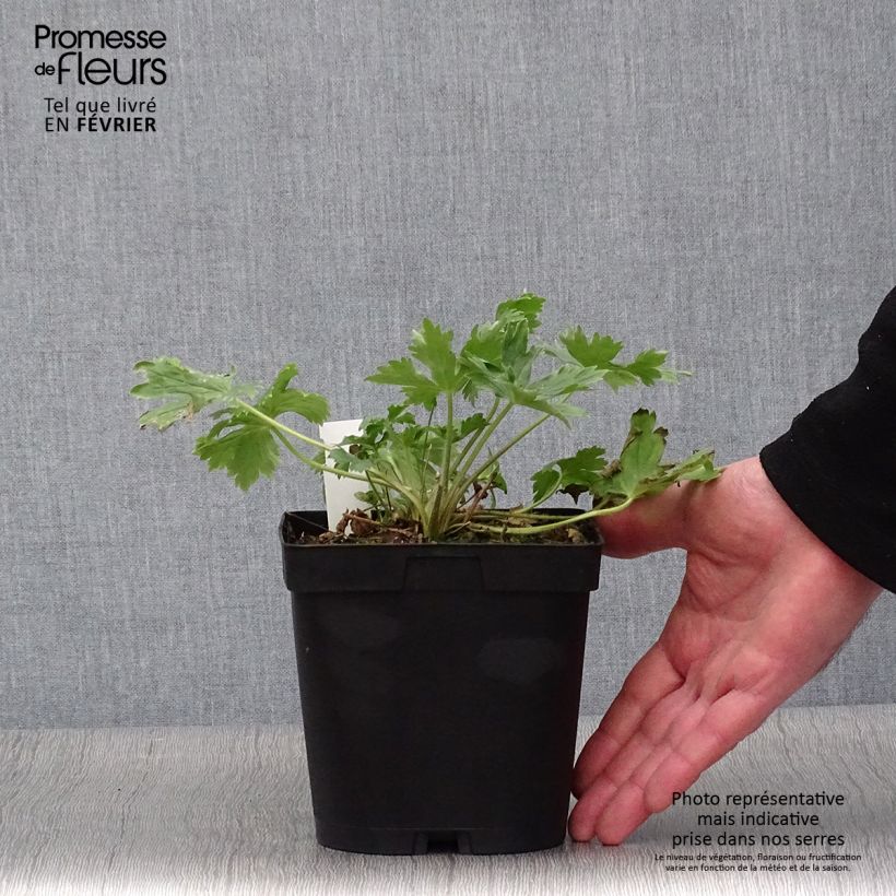 Spécimen de Delphinium Pacific King Arthur - Pied d'Alouette vivace Pot de 2L/3L tel que livré en hiver